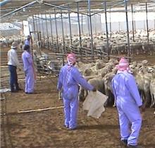 LIVE CATTLE