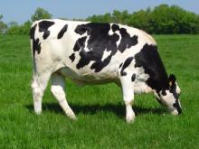  Pregnant  Holstein  heifers 
