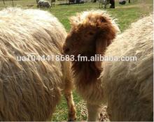 Live Awassi  Sheep  and  Lambs 