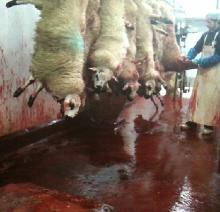 Healthy Live  Sheep  for  sale 