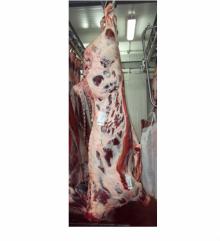 Halal Young bull carcass Category "U"