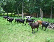 BREEDING HEIFERS FOR SALE