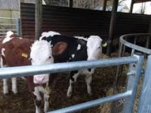2 Smart Sim X Heifers.