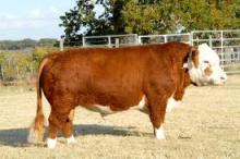 quality livestock cattle available