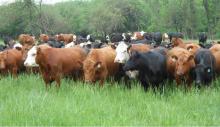 LIVE BOER GOATS,LIVE CHICKEN,LIVE CATTLE,PIG,DOVE