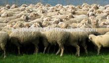 100% VET  ALIVE   SHEEP /  ALIVE  LAMB/ LIVE CATTLE/ LIVE /