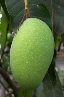 Fresh Mango Fruit