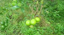 Fresh Lemons for Sale