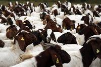 Boer Goats, Holstein heifers, Cows, Camels, Sheeps, Horse,Boer Goats for Sale