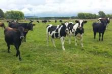 100% ALIVE SHEEP/ ALIVE LAMB/ LIVE CATTLE/ LIVE / PREGNANT HOLSTEIN HEIFERS