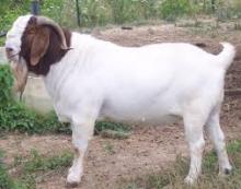 Pregnant Holstein Heifers, BOER GOATS, Sheep
