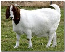 100% Full Blood Boer Goats,live Sheep, Cattle, Lambs Ready for export