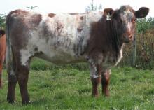 LIVE CATTLE
