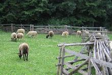 live sheep