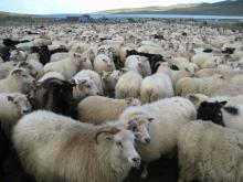  Alive   sheep s for sale