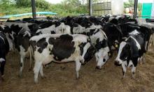 holstein heifers cattle for sale