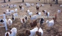 100% Full Blood Boer Goats,live Sheep, Cattle, Lambs sales