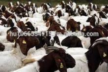 Full Blood Boer Goats,live Sheep, Cattle, Lambs for sale