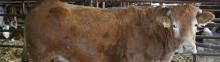 BEST QUALITY CATTLE, GOAT,LAMB AND SHEEP
