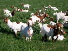 Full Blood Boer Goats for Sale