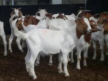 Pregnant Holstein Heifers, BOER GOATS , Sheep