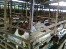 VET CHECKED LIVE BOER GOAT FOR SALE