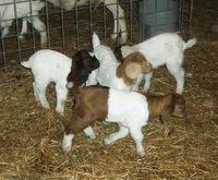 live Dairy Freisen Heifer Cows, Cattle,Brahman, Boran cows, Lambs, Sheeps, goats , of all kinds