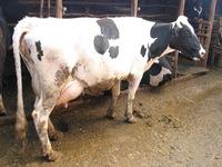 high producing Dairy Cows and Friesian Holstein Cow for Sale