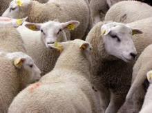 sheep for exportation