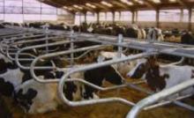 Live Cattle from the Netherlands