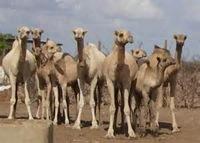 Live Male and Femal Camel
