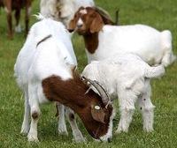 100% Full Blood Boer Goats,live Sheep, Cattle, Lambs