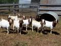 live goats and sheep for sale