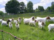 100% Pure Breed Live Boer Goats
