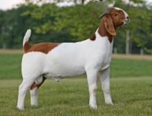 Live Friesian Holstein Cow and Boar Goat,for Sale