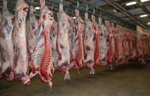 Frozen Grade A Beef meat Special cuts sale