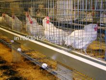 White Egg  Laying  Chicken Feed Layer Poultry Chick Grower Feed
