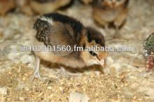White Egg Laying Chicken Feed Layer Poultry Chick Starter Feed