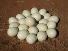  Ostrich   chicks  and  eggs  for sale