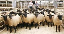 Certified Live Jamunapri Goats