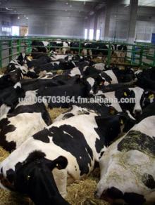 LIVESTOCK