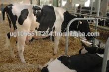 Pregnant Holstein Heifers Cattle