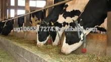 Healthy Pregnant Holstein Heifers Cattle