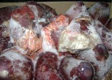 Fresh  Frozen   Beef   Heart 