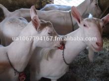 Saanen Goats