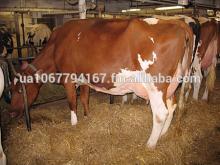 Red & White Holstein Cows