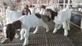 Live Boer Goats,Saanen Goats, Askanian Goats