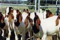 Cheap LiveStock Sheep ,Goats & Cows from Armenia