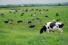 Healthy Live Dairy Holstein Cow