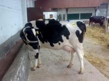 Healthy Pregnant Holstein Heifers